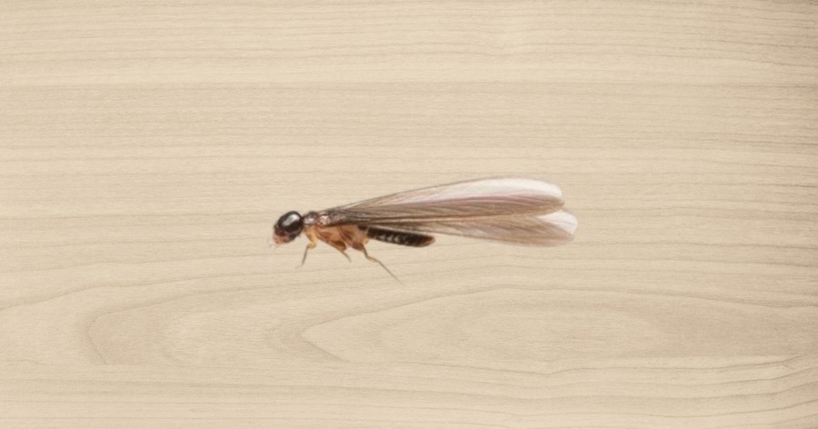 Ever heard about flying termites? Oh yes, they exist. Learn what termites with wings are and some tips on how to avoid them
