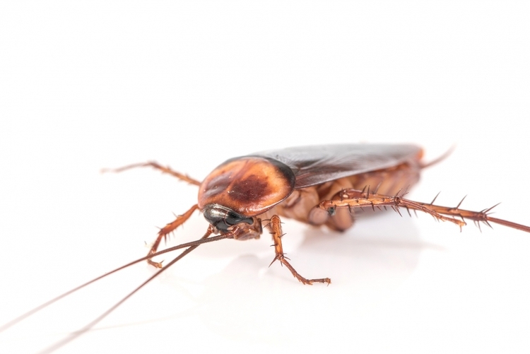  Frequently asked questions for cockroaches by Ultima Search, Best pest management company in Mumbai and Thane