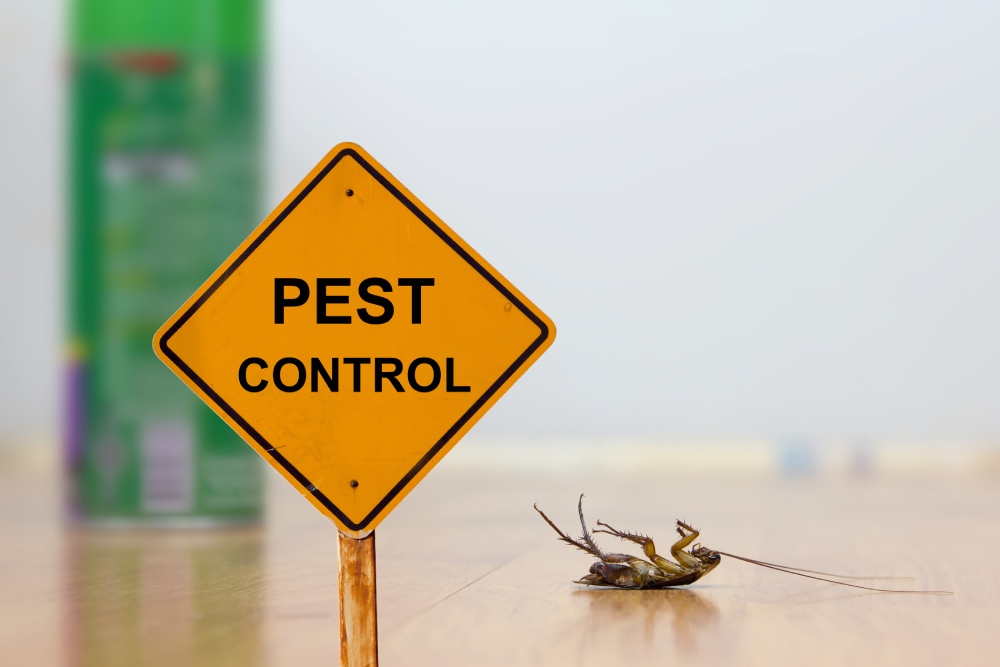 Cockroach Pest Control Mastery: From Prevention to Elimination by best pest control service provider in Mumbai | Ultima Search