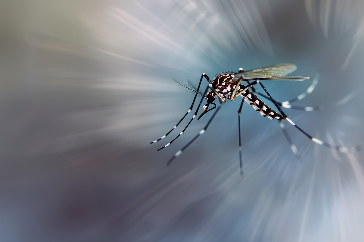 What makes a mosquito weak in the knee? Find Out What They Hate Most