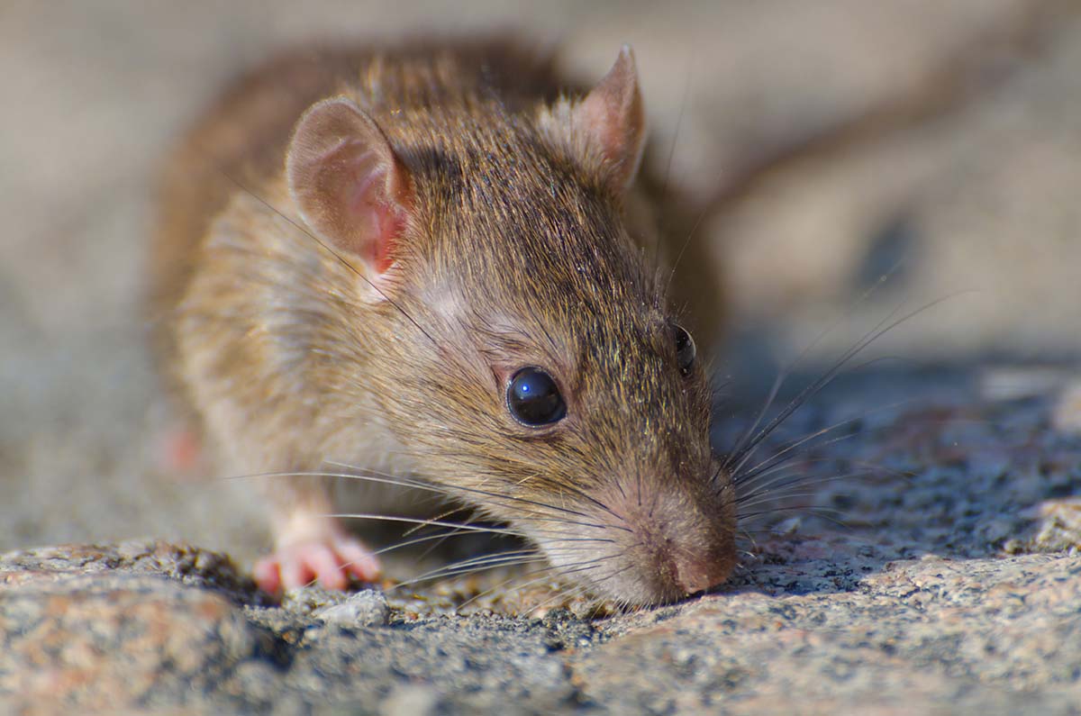 The effects of rat poison and how it works explained by Ultima Search Professionals