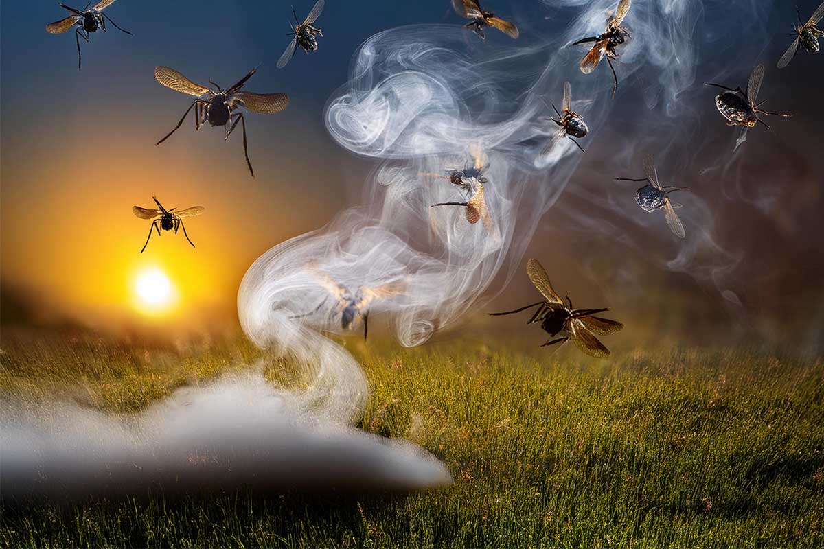 This blog will through some insightful light on the top 5 reasons why mosquitoes hate smoke