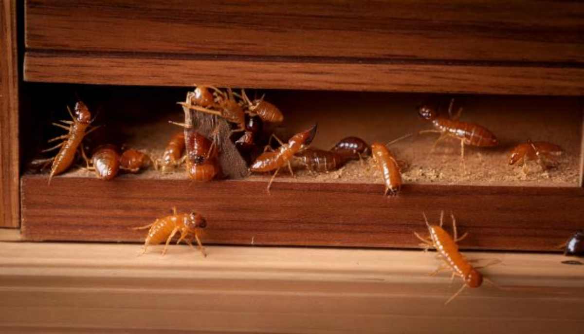 Astonishing Termite Facts you Didn't Know About by Ultima Search, best pest control management company in Mumbai