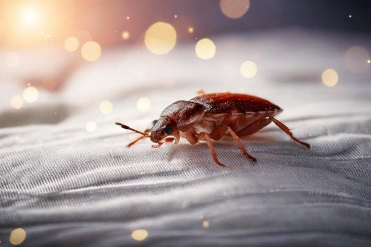 Separating Fact from Fiction: A Guide to Bed Bugs