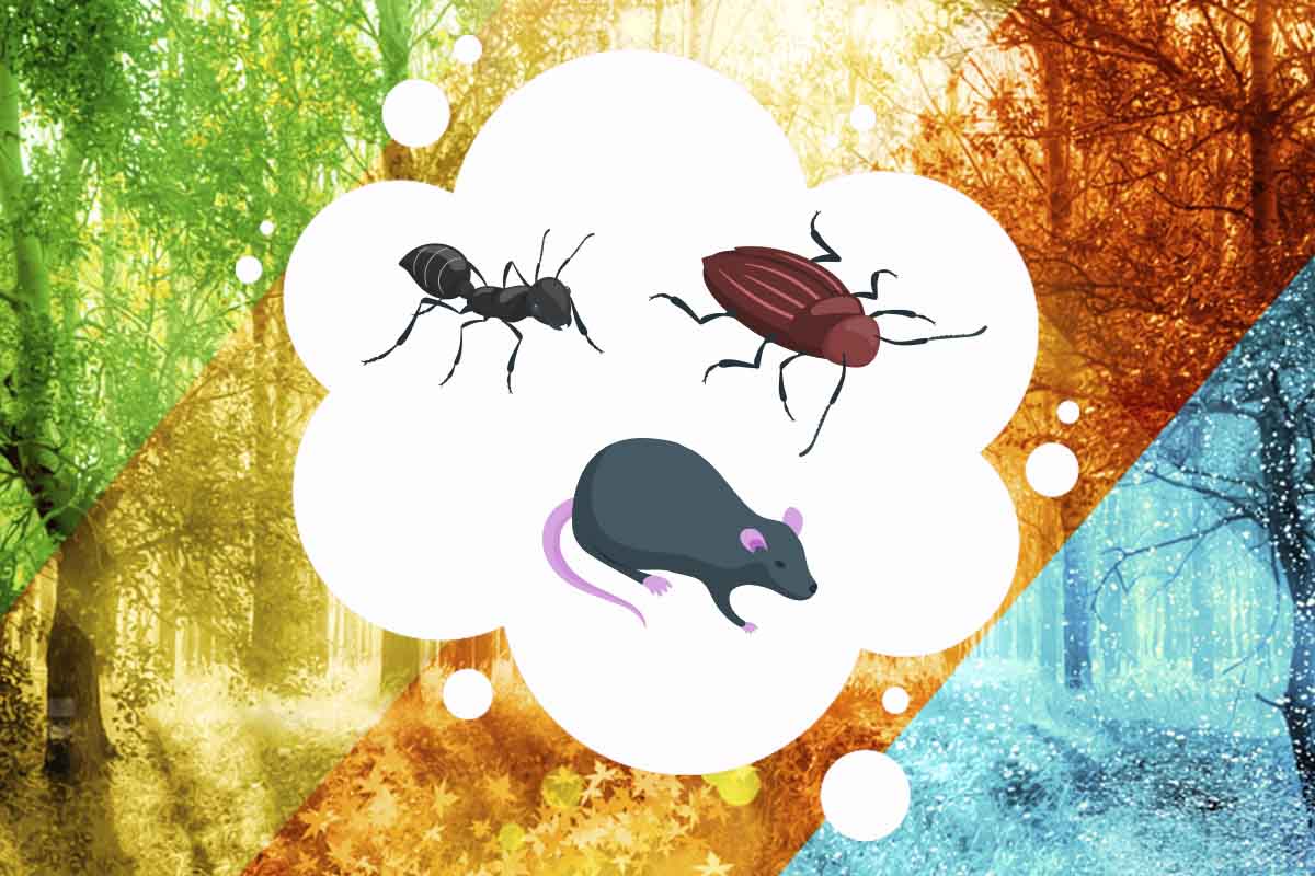 How Seasonal Changes Affect Pest Activity?