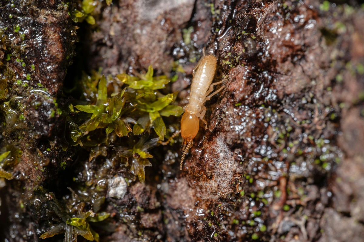 Common Types of Termites and How to Deal with Them