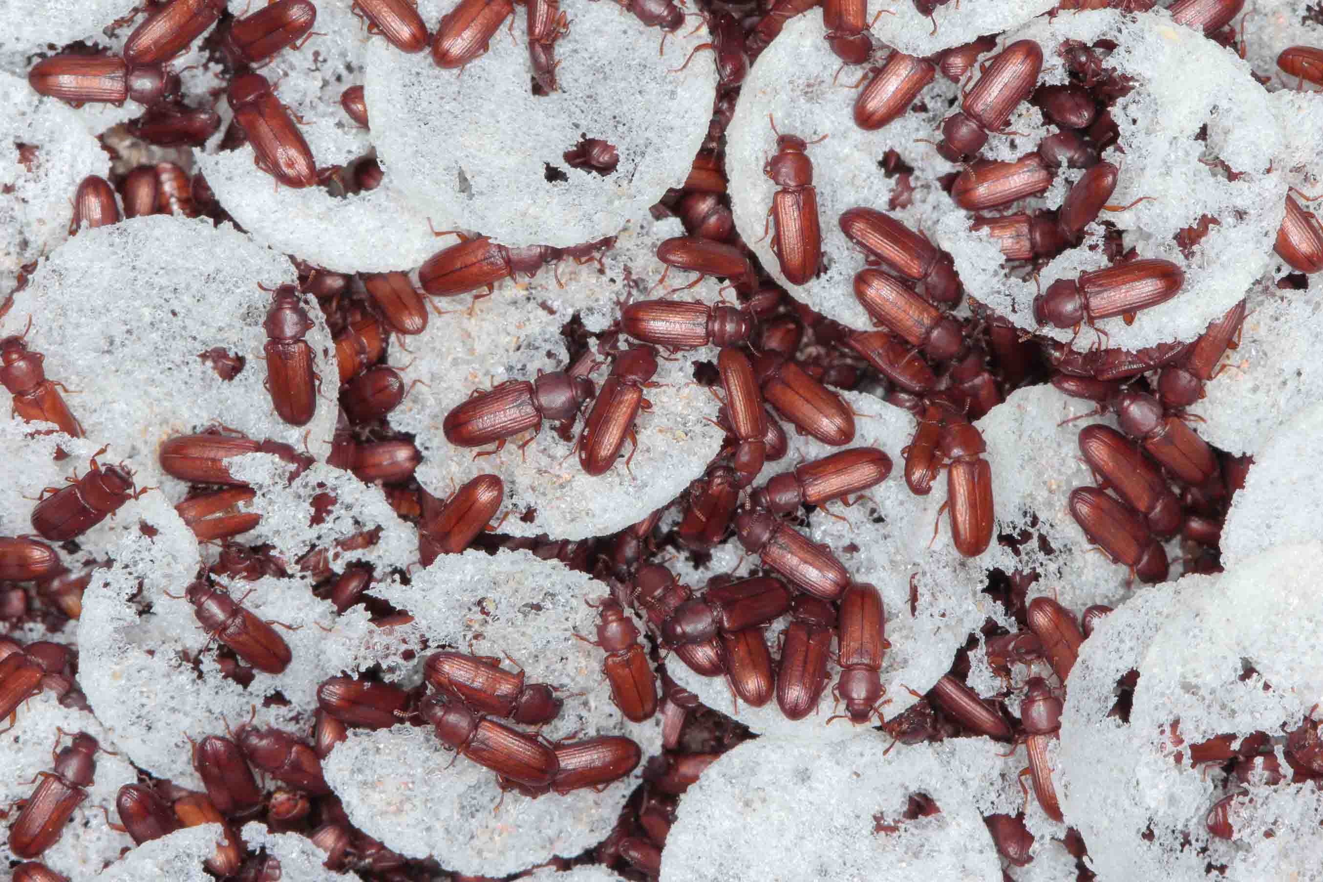 Buy grain insect control products to keep pests and rice insects at bay.