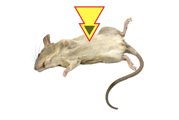 Ratol Rat Killer: A safe and reliable approach to get rid of rats | Ultima search
