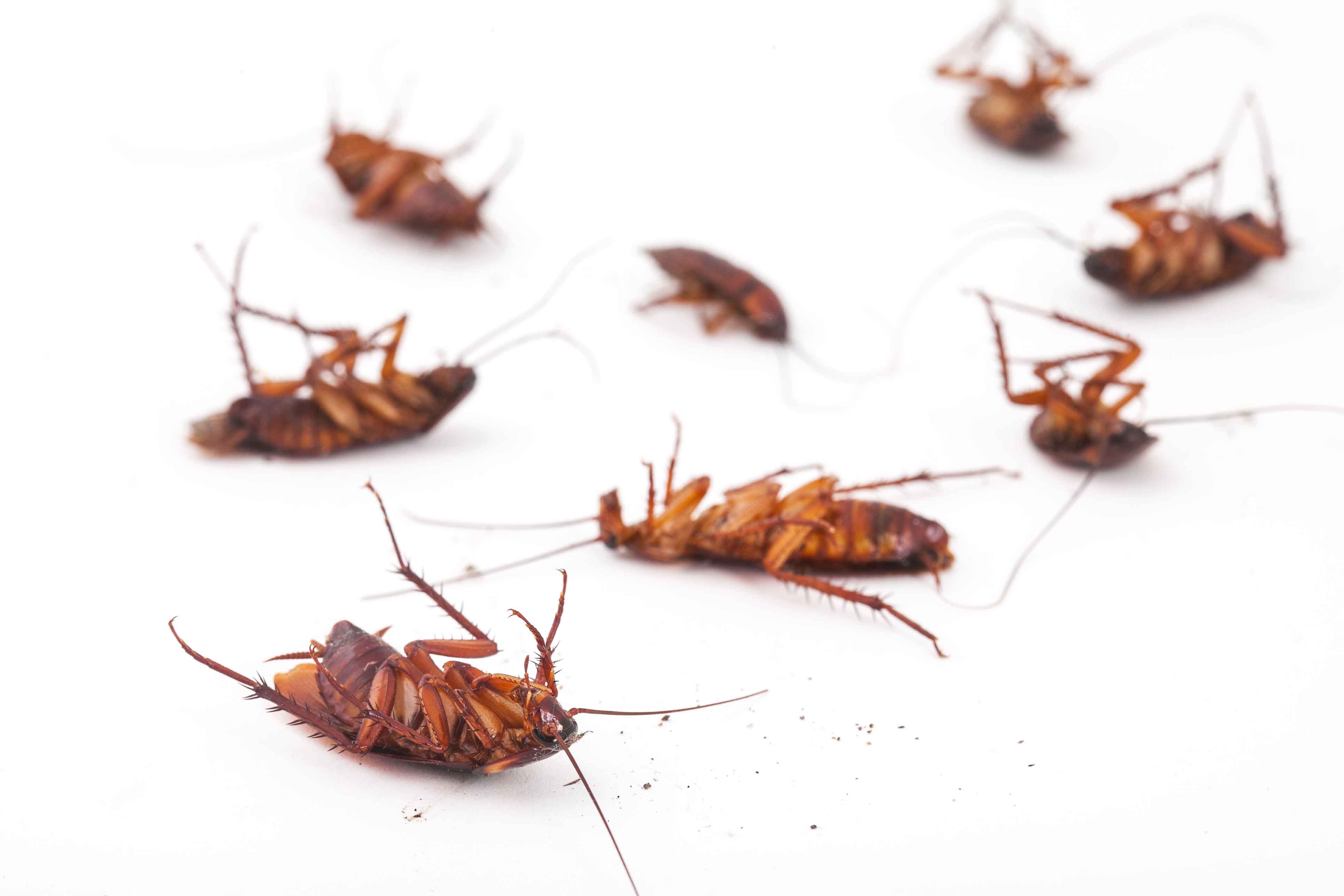 Get the Best Cockroach Killer by exploring the potent sprays, gels, and cockroach killer products offered by Ultima Search.