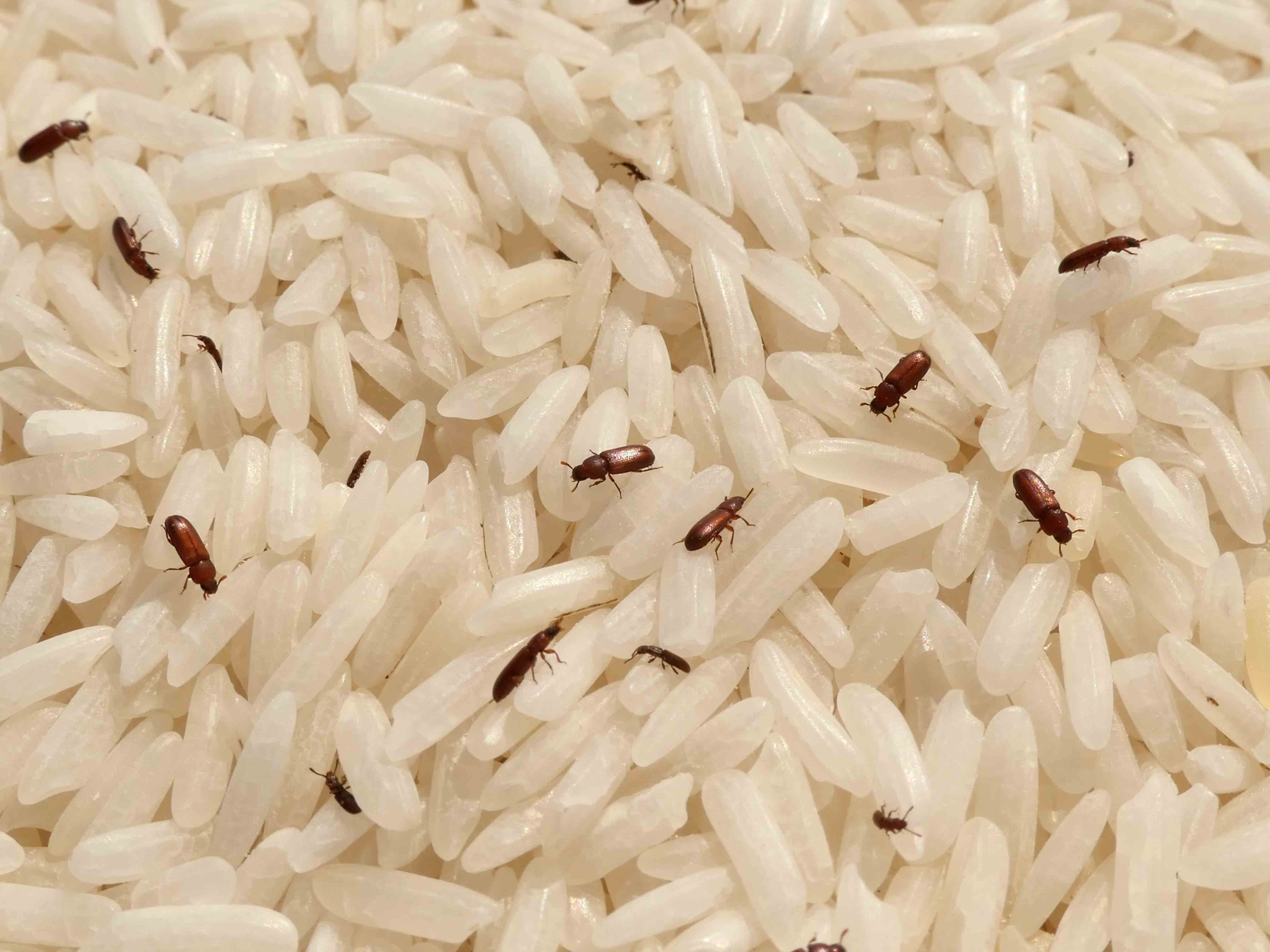 To preserve food safety, protect your grains from rice bugs.